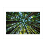 Forest (Print Only) thumbnail