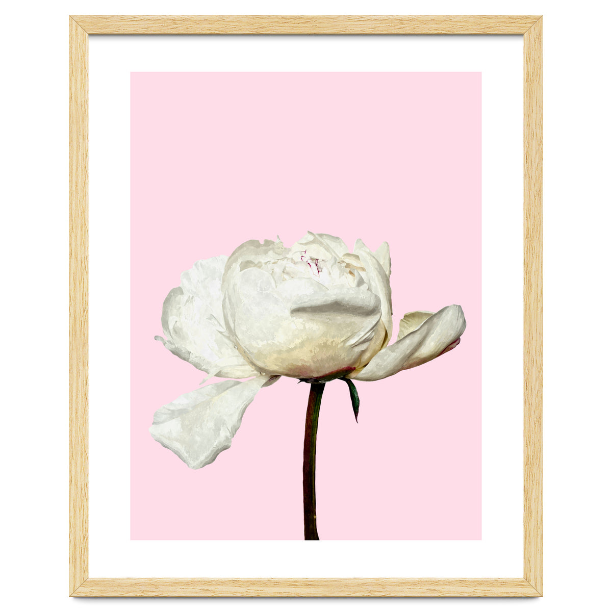 White Peony Pink Background
