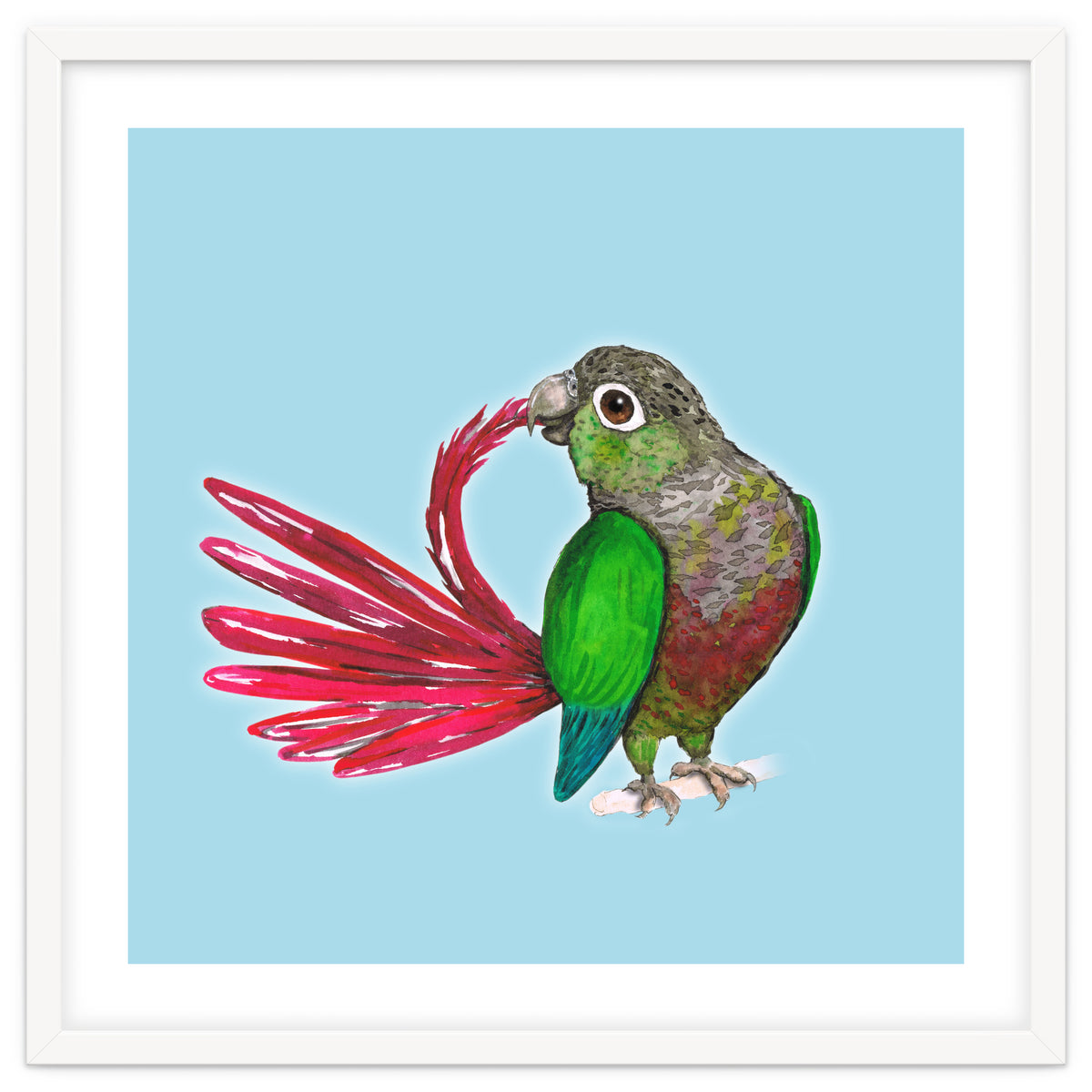 Preening green-cheeked conure
