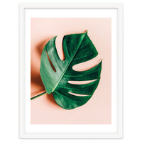 Monstera Shadow