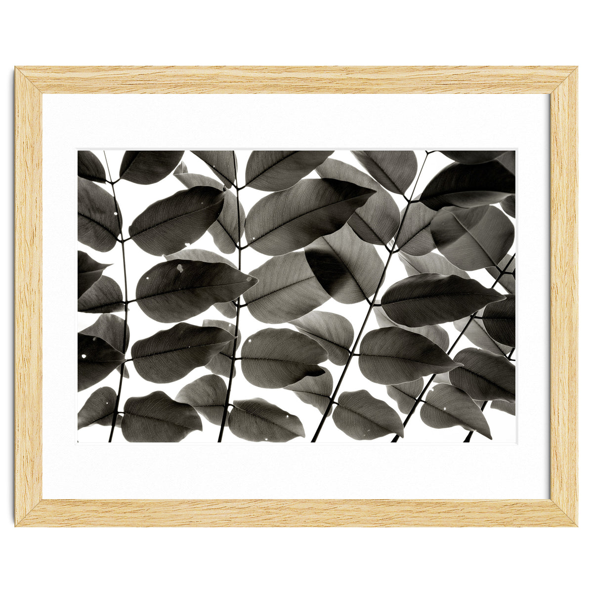 Branches and Leaves I