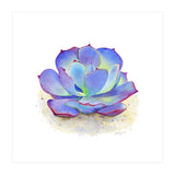 Blue Echeveria Succulent (Print Only) thumbnail