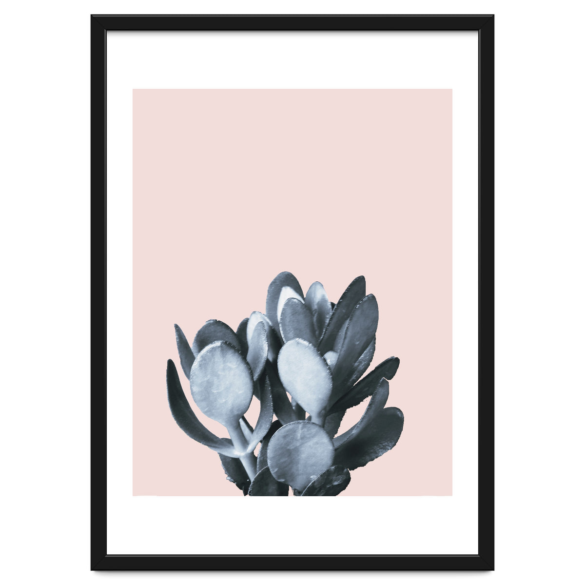 Cactus collection BL-II