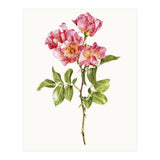 Cc Roses 02 (Print Only) thumbnail