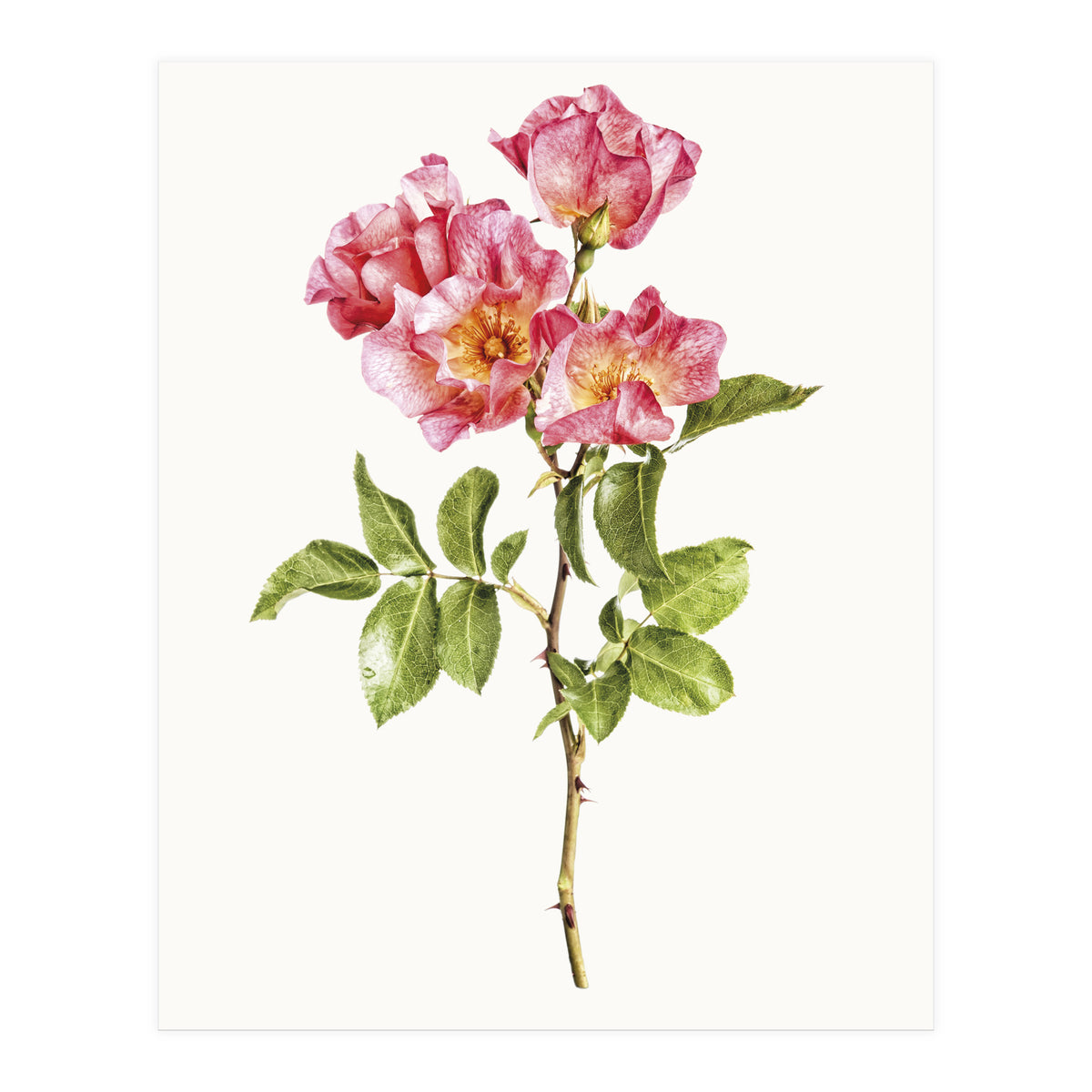 Cc Roses 02 (Print Only)