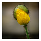 Yellow Poppy Opening  (Print Only) thumbnail