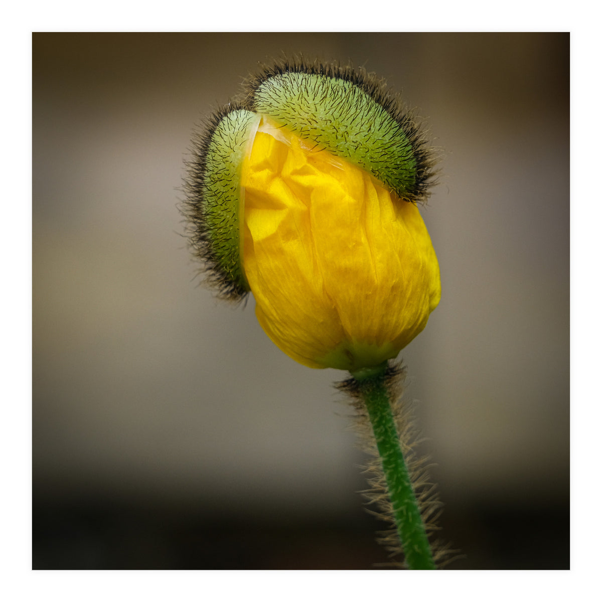 Yellow Poppy Opening  (Print Only)