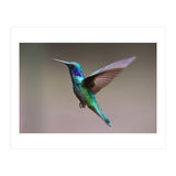 Hummingbird flying (Print Only) thumbnail