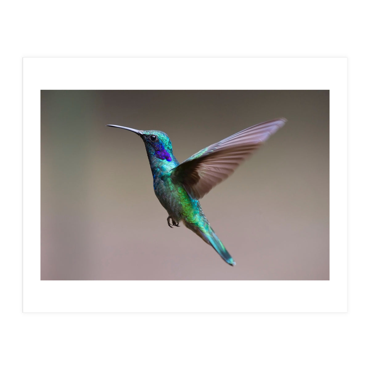 Hummingbird flying (Print Only)
