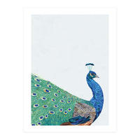 Peacock Portrait (Print Only)