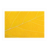 Autumn Leaf (Print Only) thumbnail