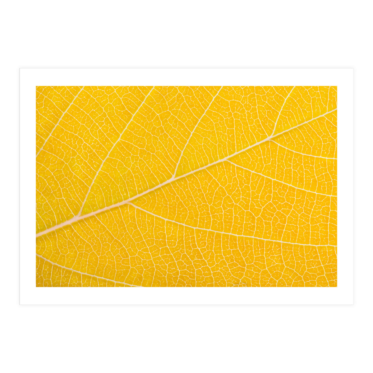 Autumn Leaf (Print Only)