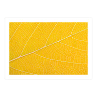 Autumn Leaf (Print Only)