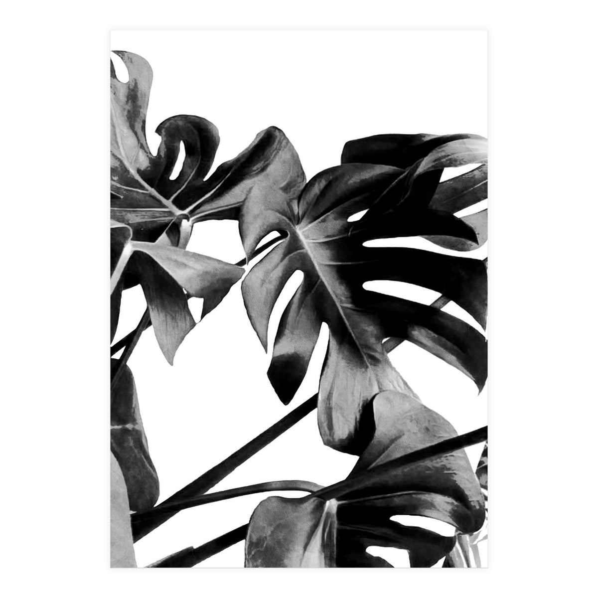 Monstera Black And White 06 (Print Only)