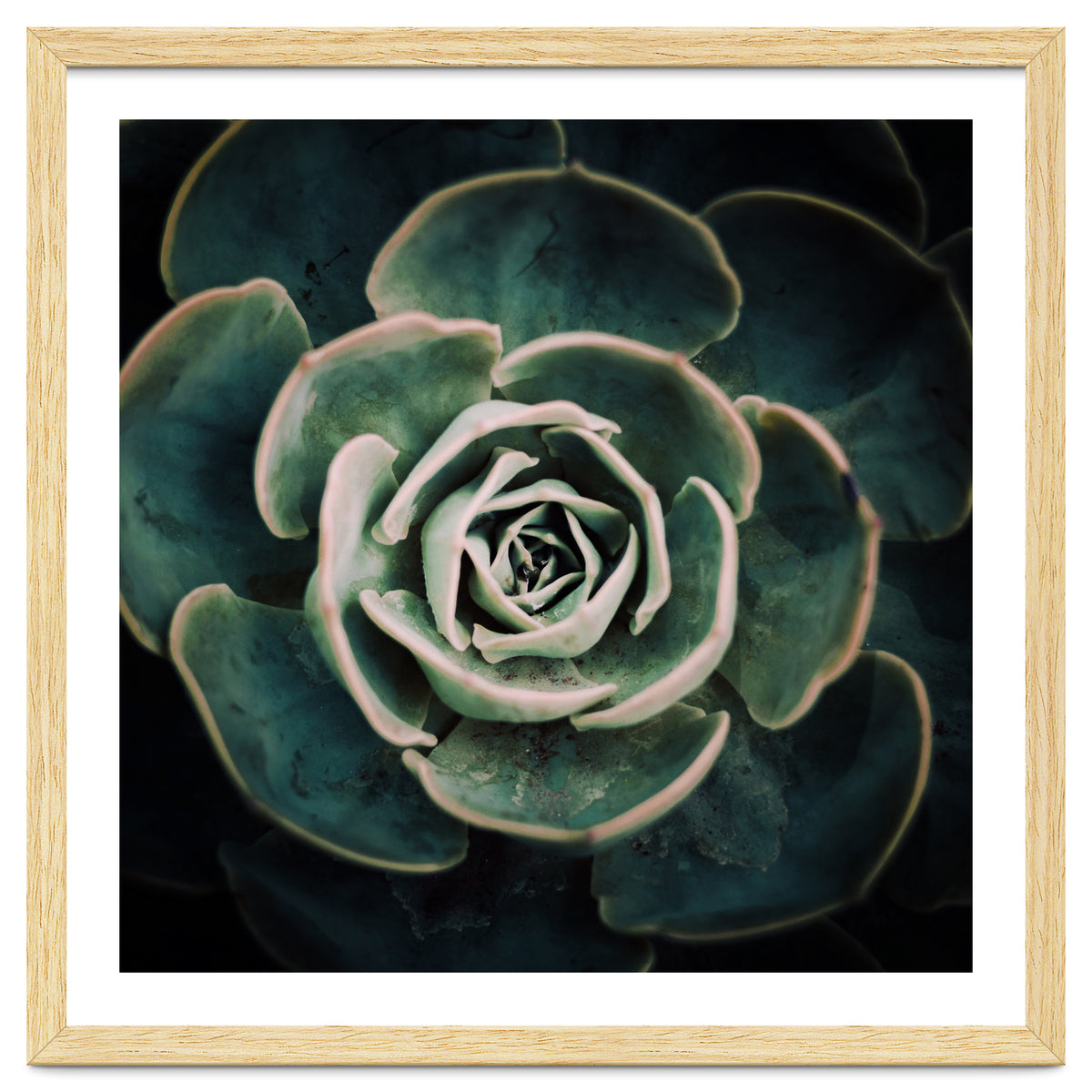 DARKSIDE OF SUCCULENTS IV-A