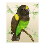 Meyer's parrot watercolor (Print Only) thumbnail