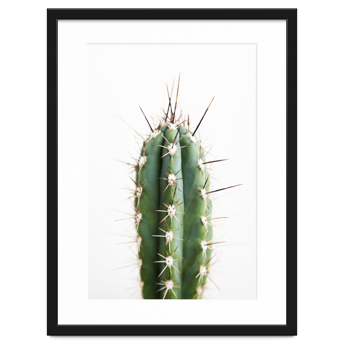 Cacti