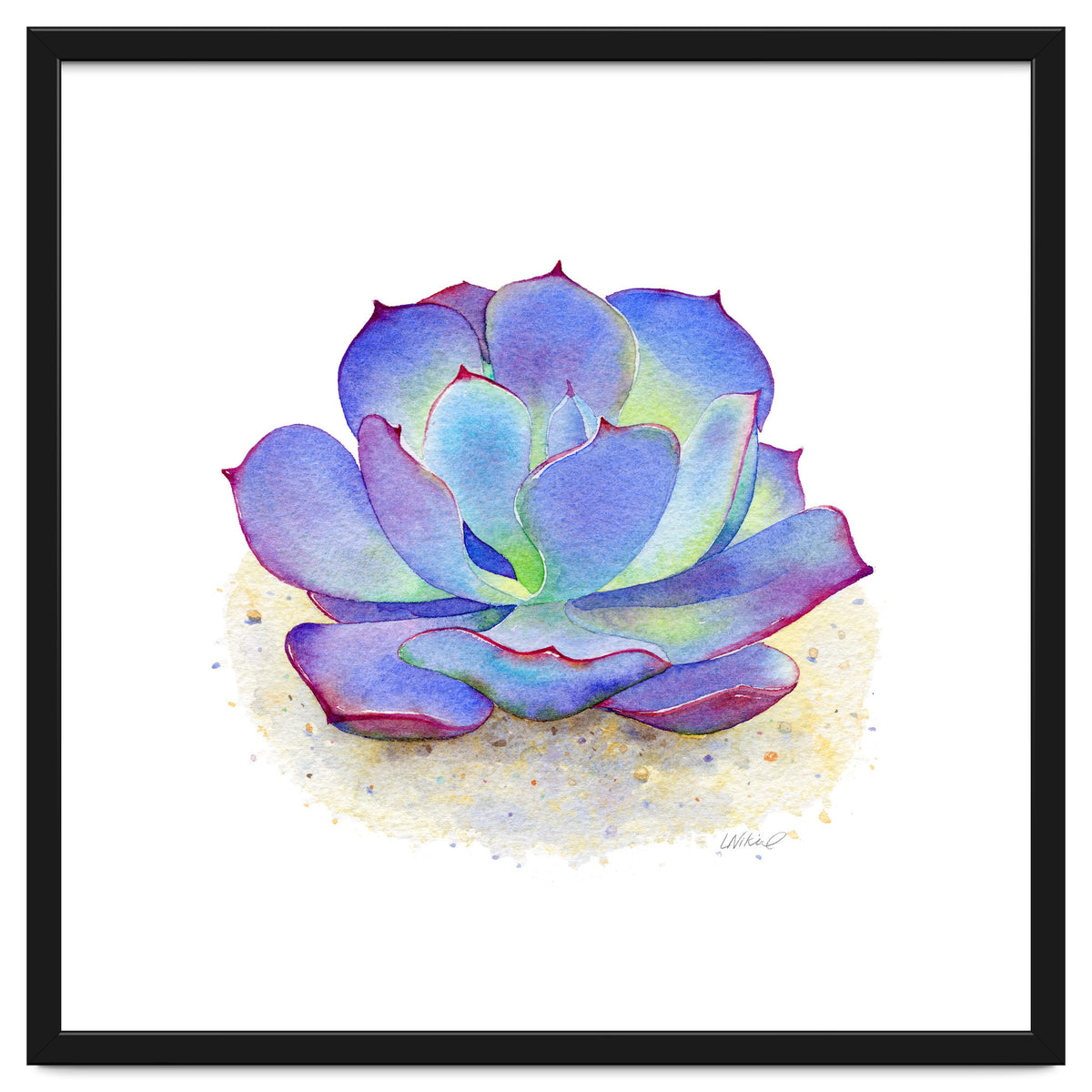 Blue Echeveria Succulent