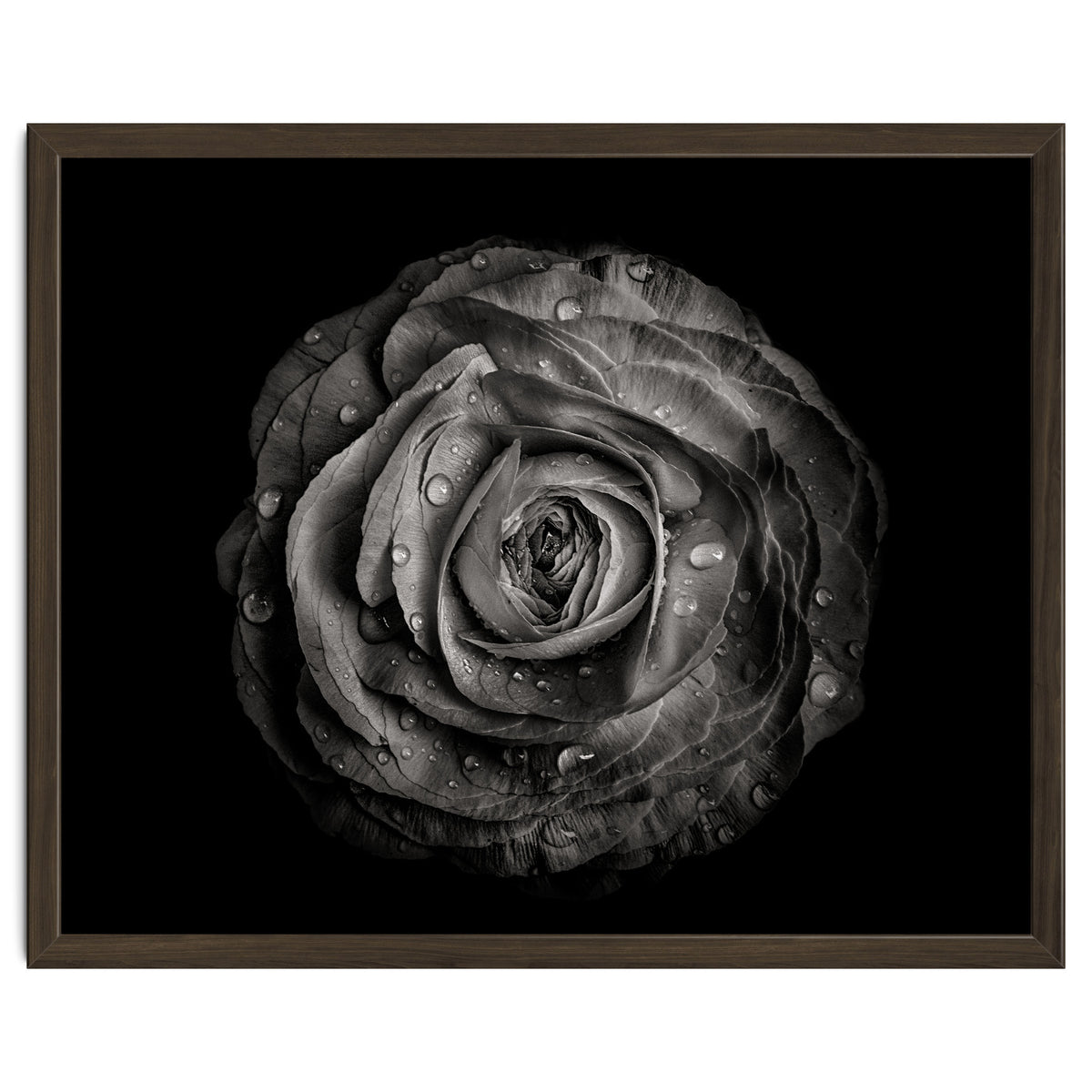 Backyard Flowers In Black And White 72