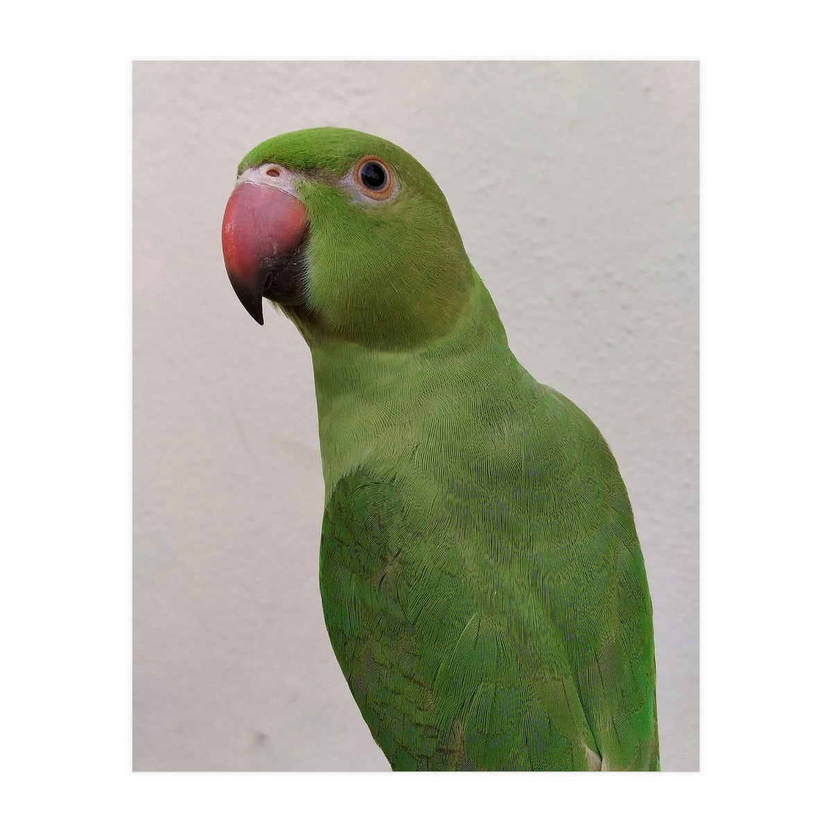 Cute Indian Parakeet (Print Only)