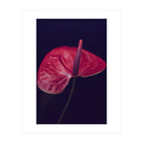 Dark Ruby (Print Only) thumbnail