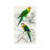 Different types of birds illustrated (Print Only) thumbnail