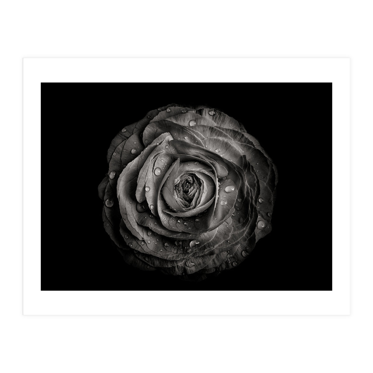 Backyard Flowers In Black And White 72 (Print Only)