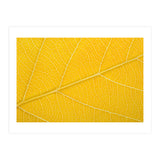 Autumn Leaf (Print Only) thumbnail
