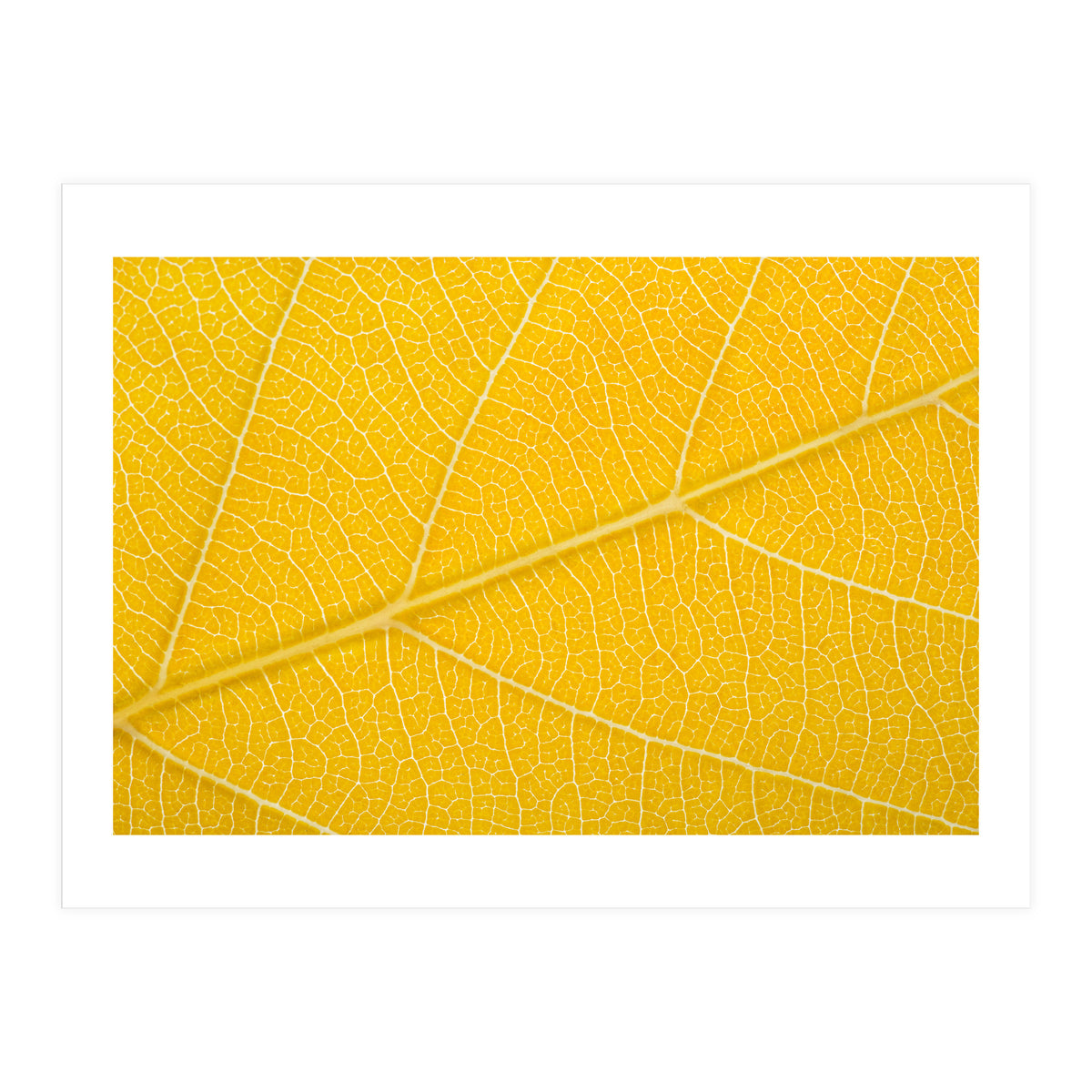 Autumn Leaf (Print Only)