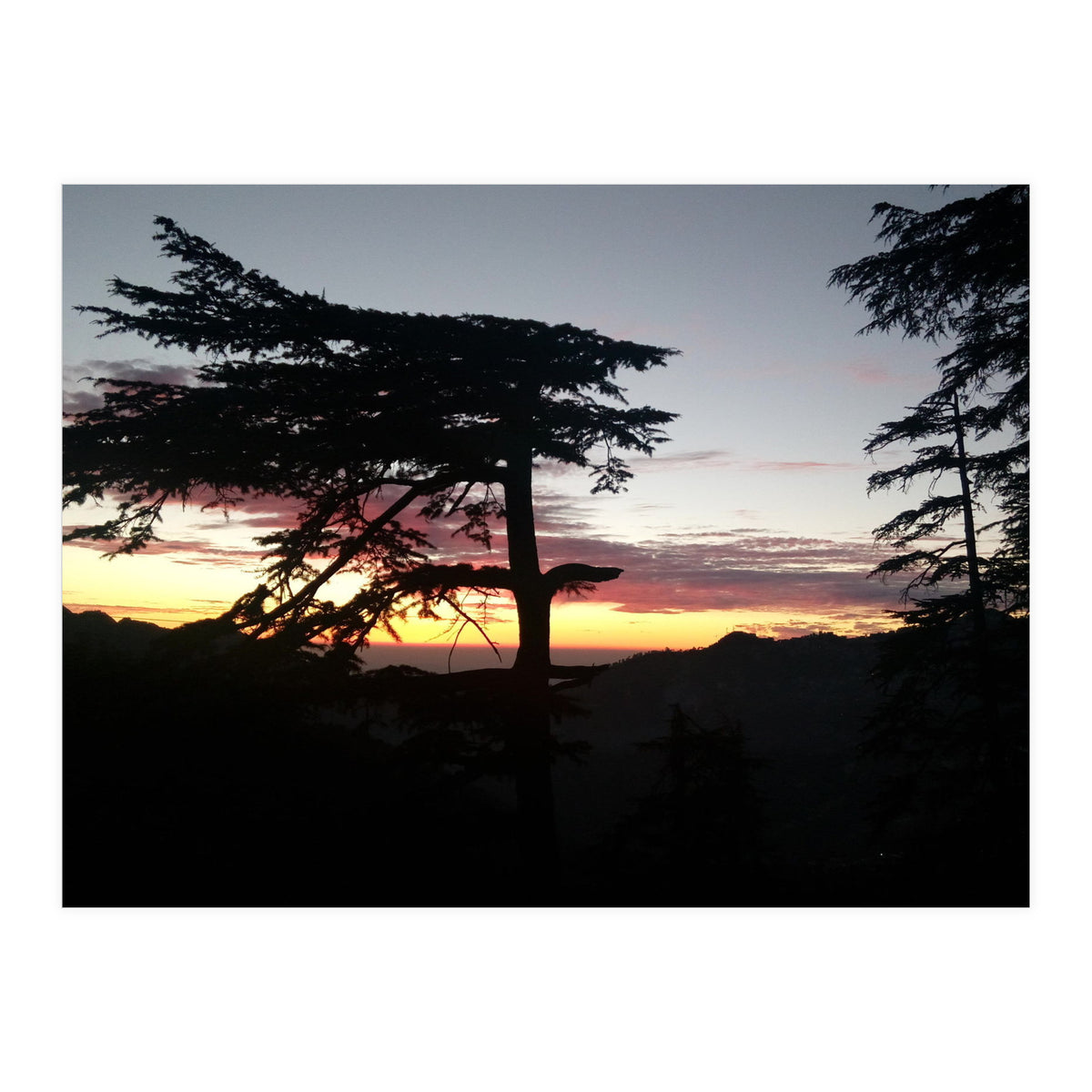 Sunset Tree (Print Only)