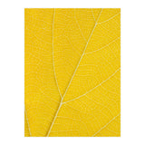 Autumn Leaf (Print Only) thumbnail