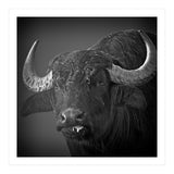 Water buffalo (Print Only) thumbnail