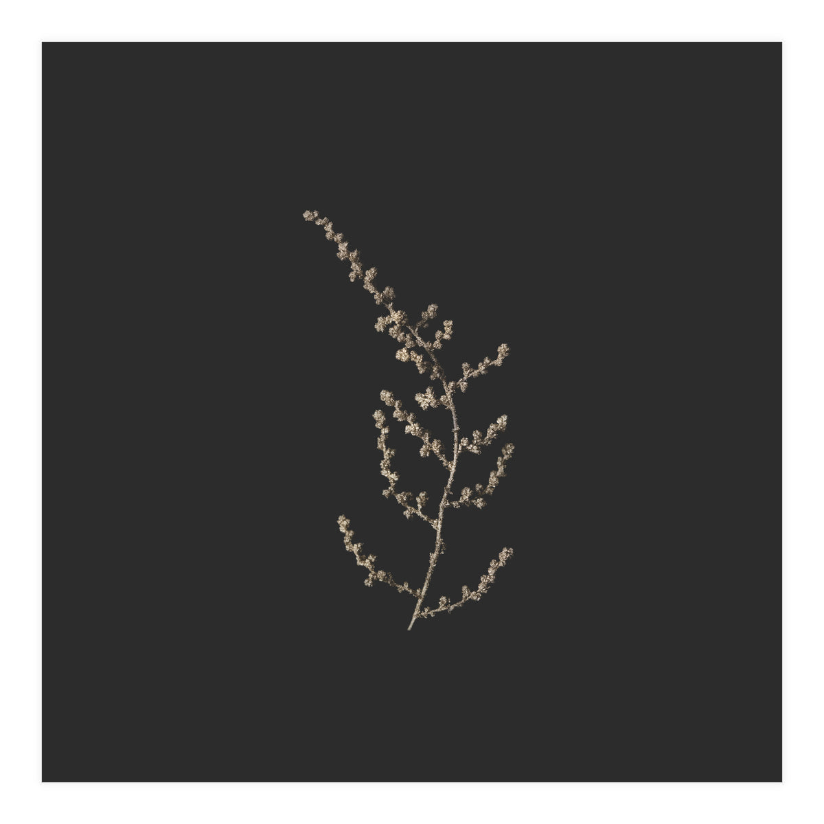 Delicate Golden Fynbos Botanicals on Black - Square (Print Only)