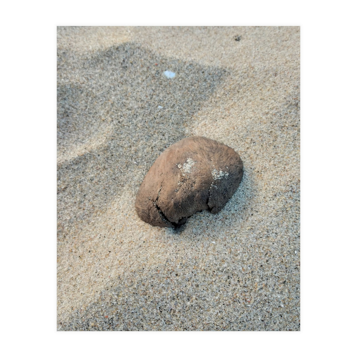 Coastal Shell (Print Only)