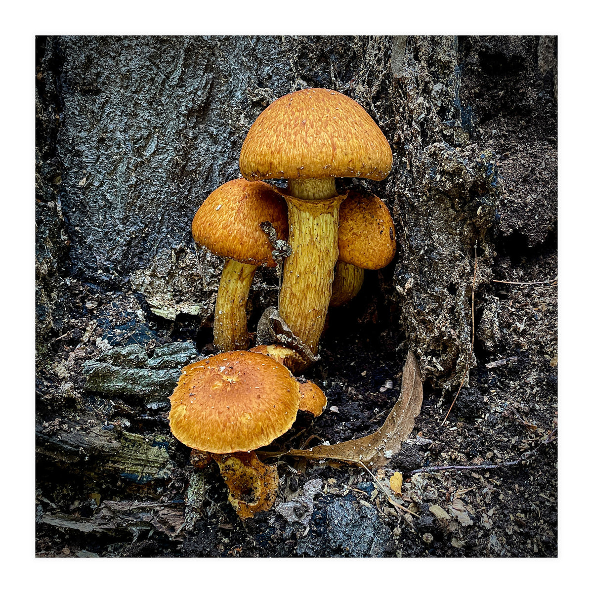 Tree Fungi  (Print Only)