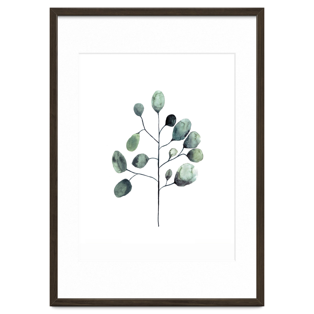 Botanical Illustration Eukalyptus