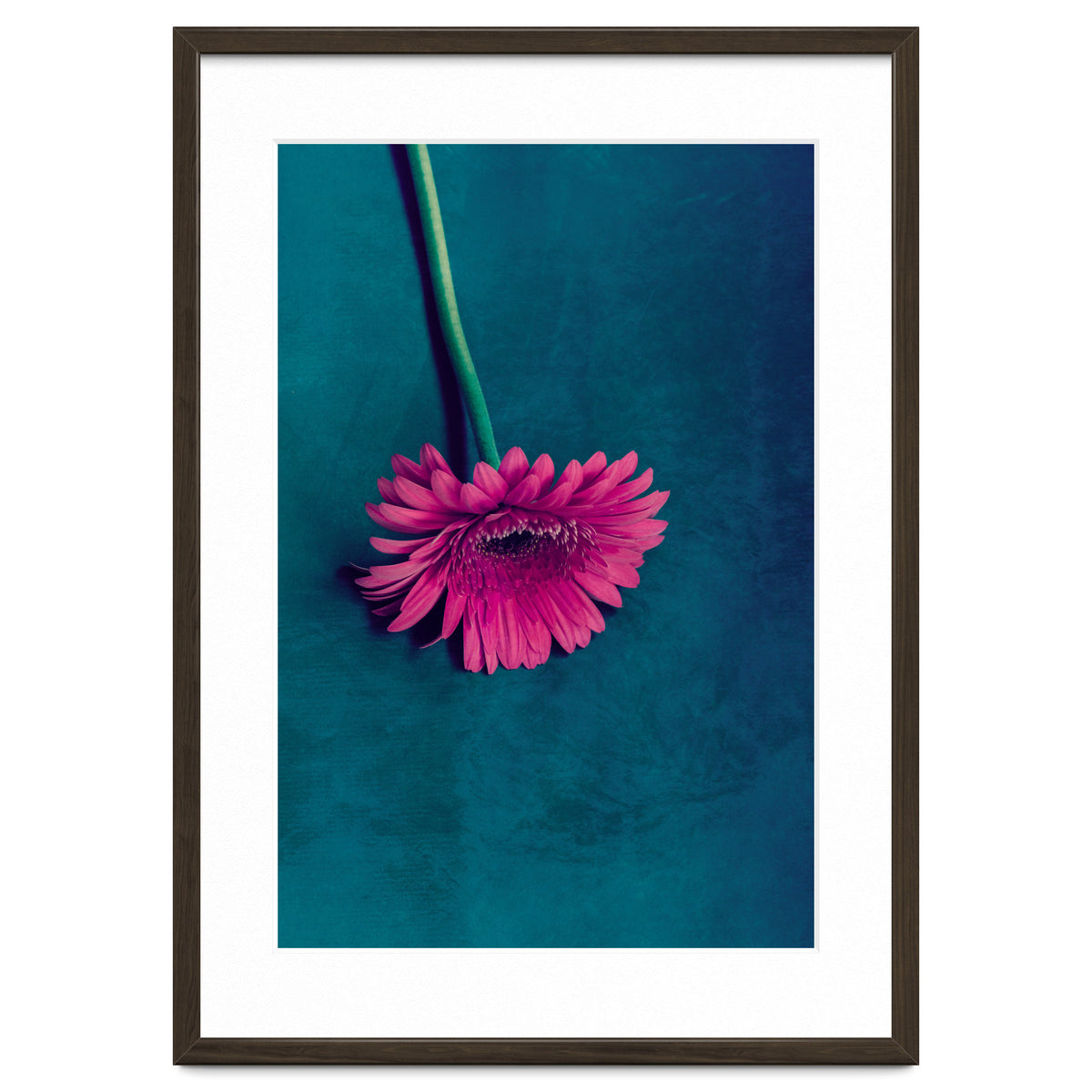 Gerbera for love