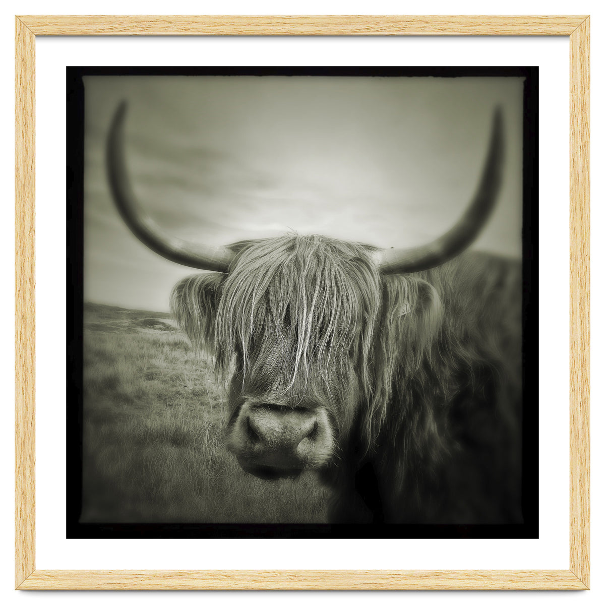 Elgol Cow