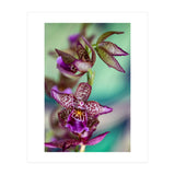 Orchidee Flower (Print Only) thumbnail