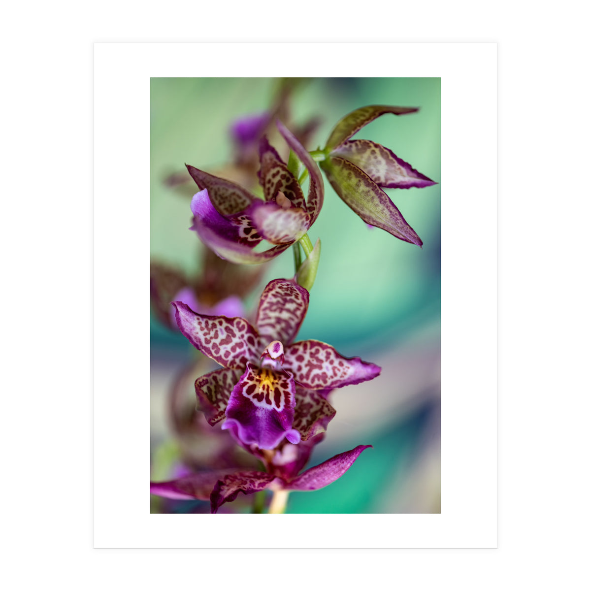 Orchidee Flower (Print Only)