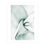 Agave (Print Only) thumbnail