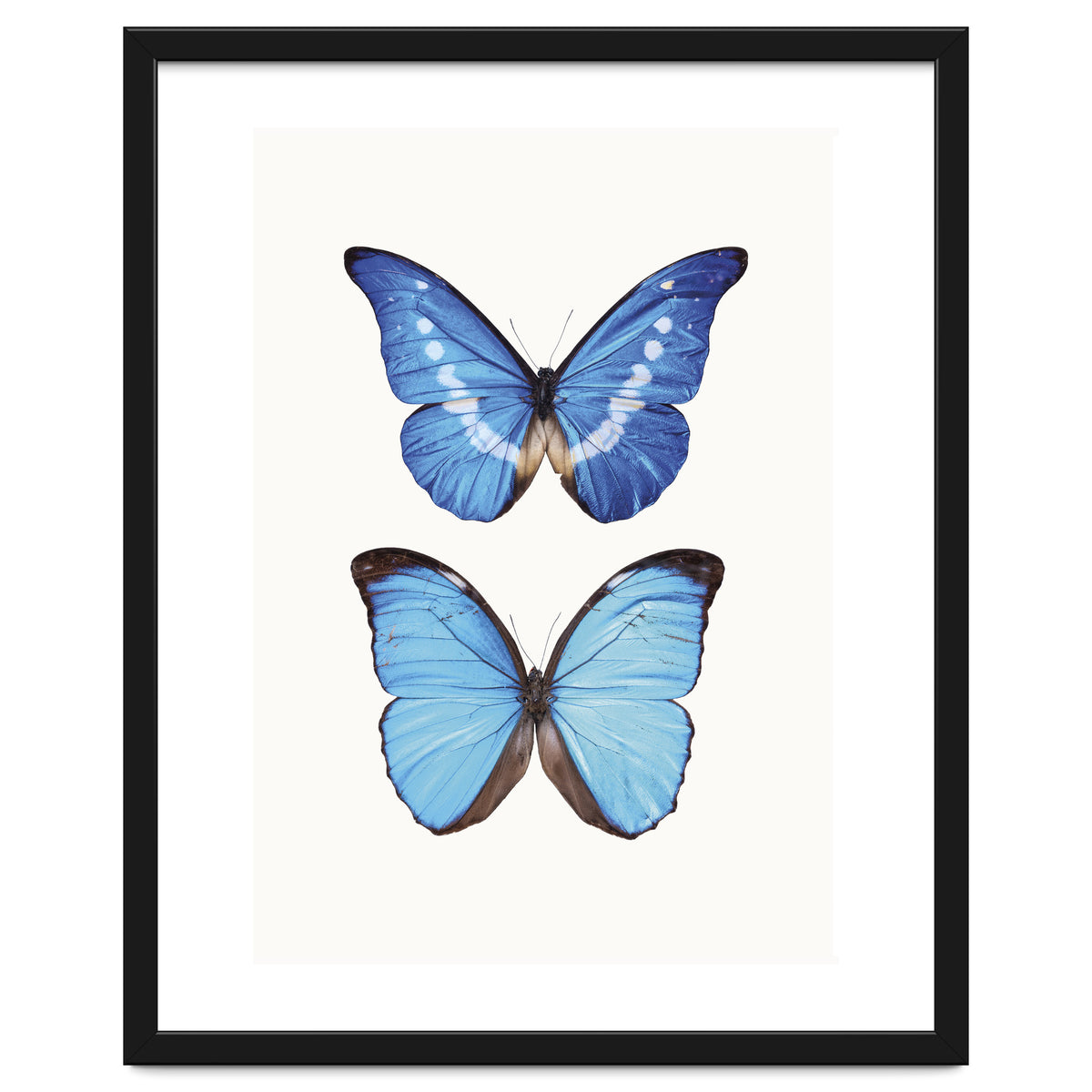 Cc Butterflies 05