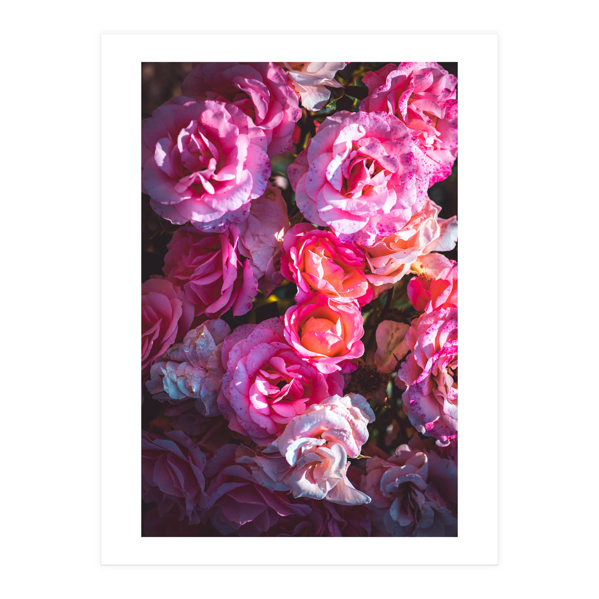 Rose Flowers  (Print Only)