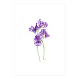 A Purple Posy Of Sweet Peas (Print Only) thumbnail