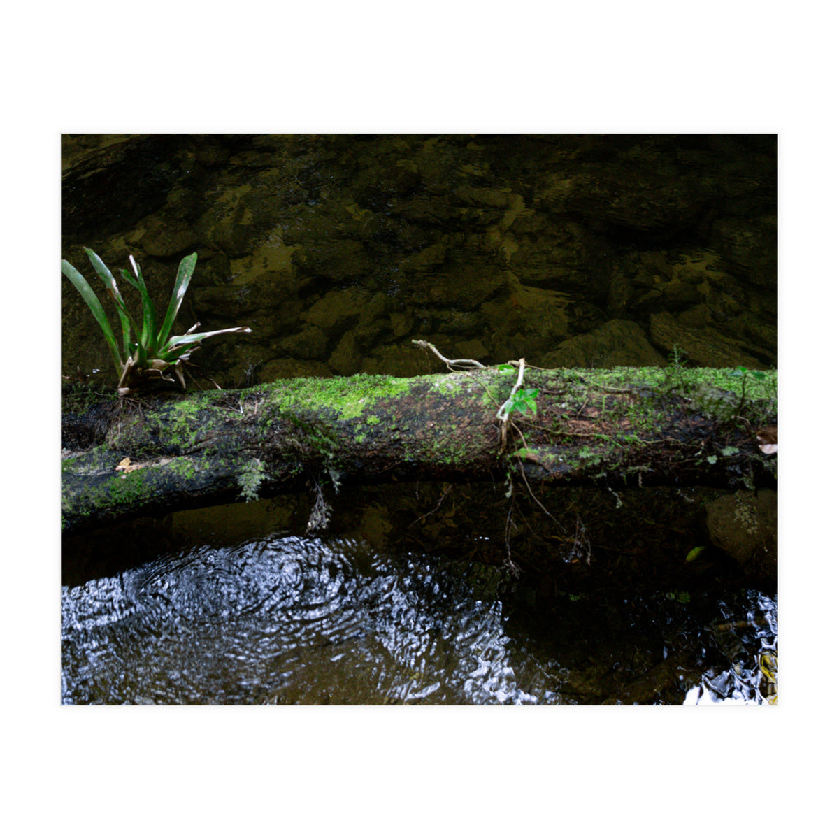 Nature #1 (Print Only)