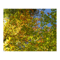 Colors Of Fall (Print Only)