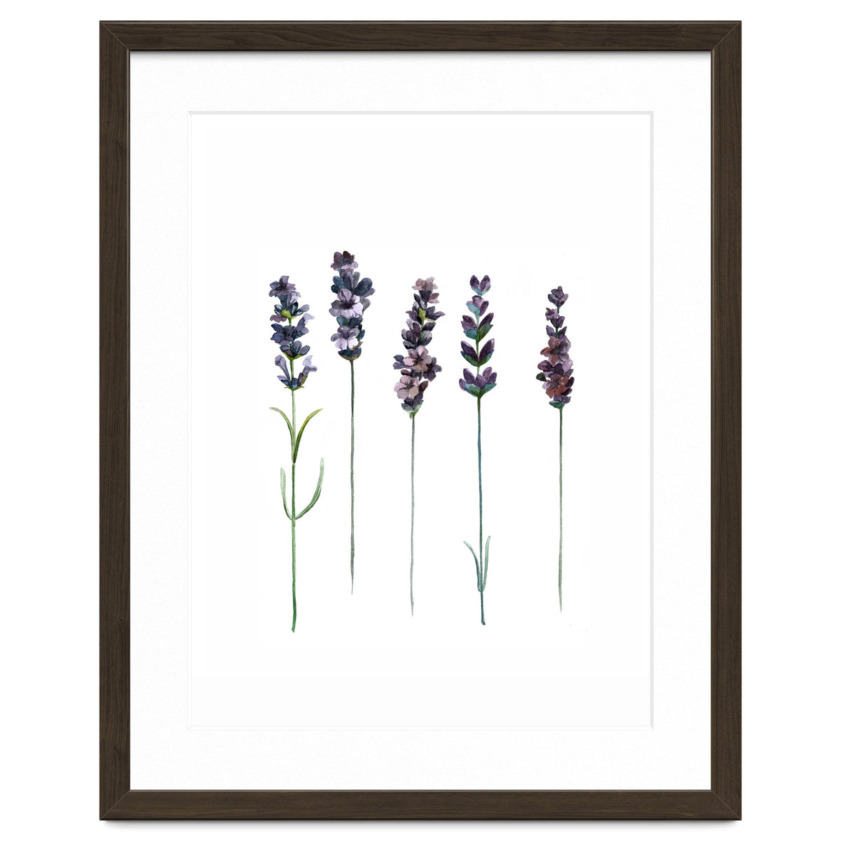 Botanical Illustration Lavender