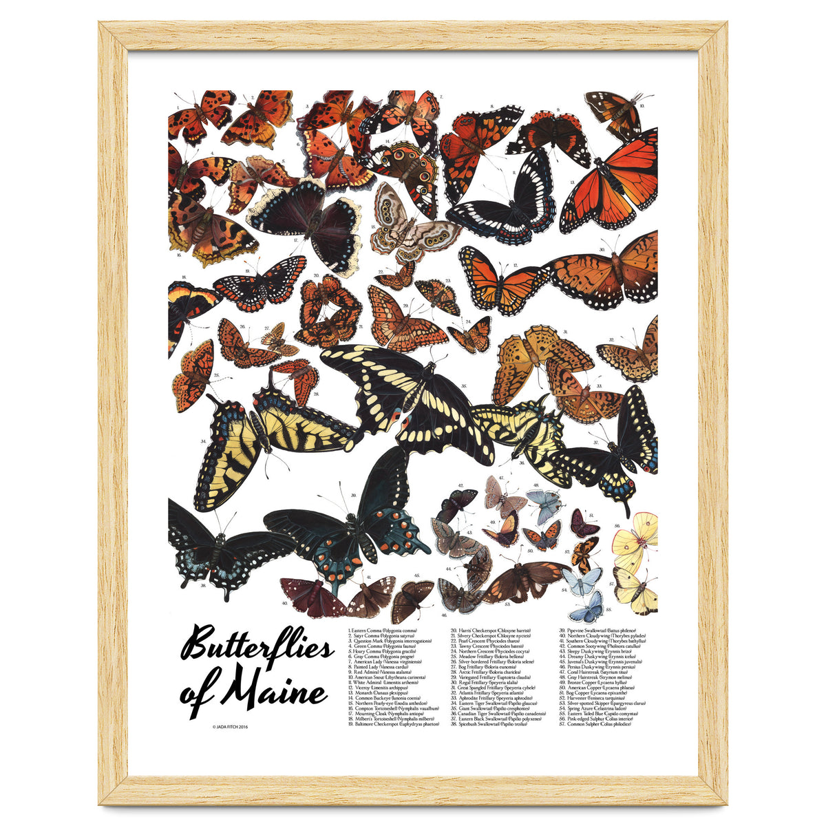 Maine Butterflies Chart