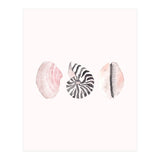 Seashells (Print Only) thumbnail