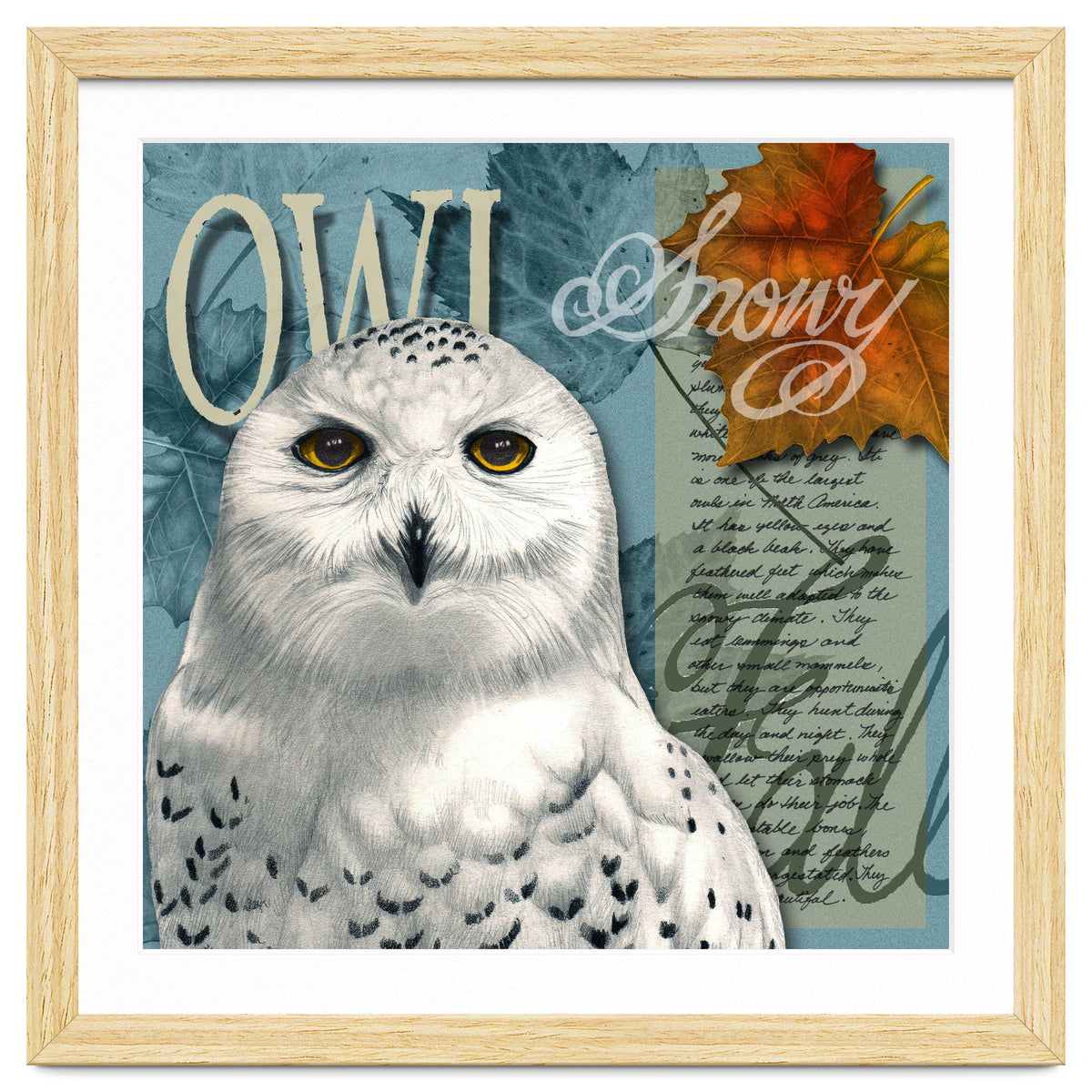 Snow Owl